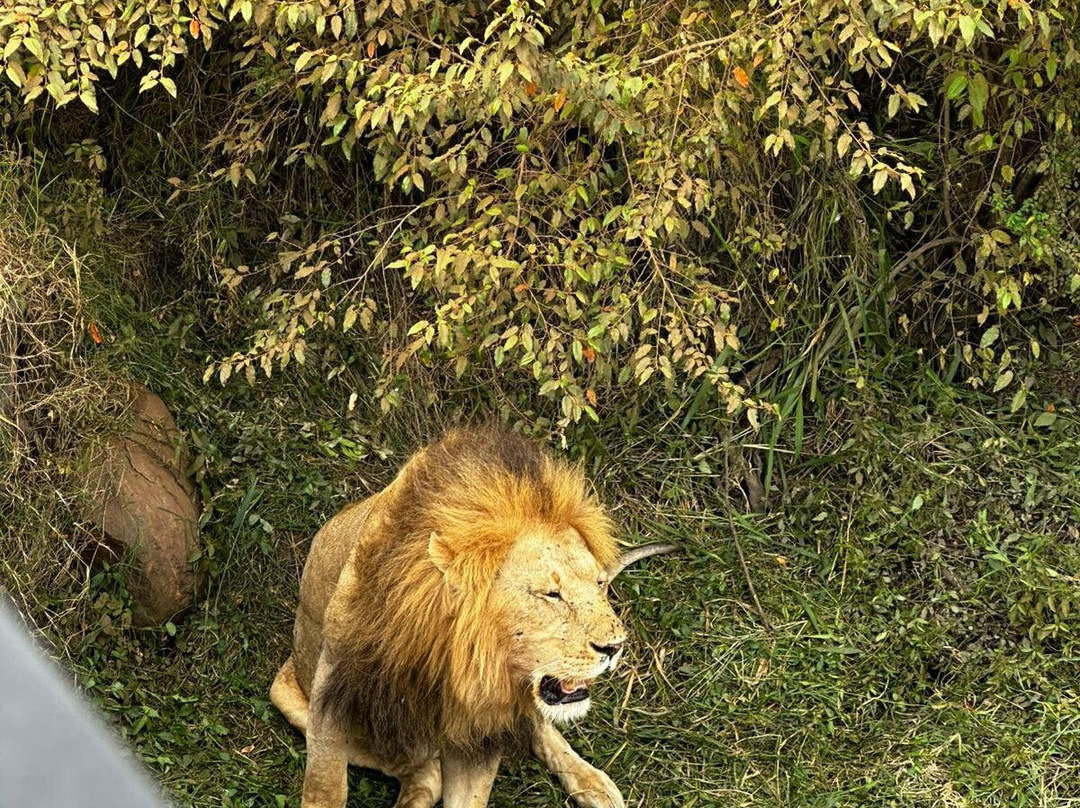 Entice Africa Safaris-内罗毕必去景点