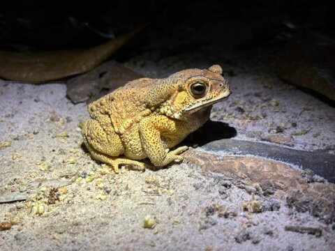 Herping Tour Vietnam - Guide Diệp Tùng-Ben Luc必去景点