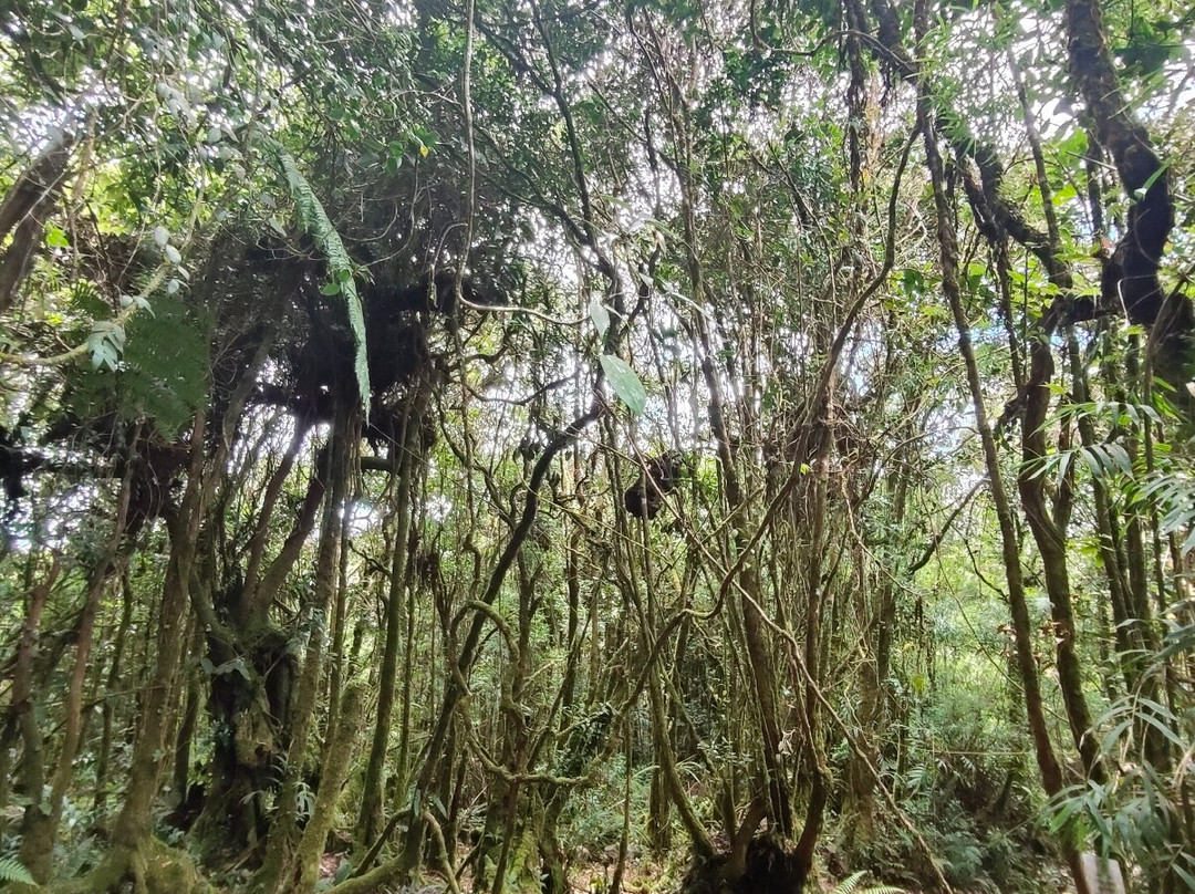 Gunung Berembun-日叻务村必去景点
