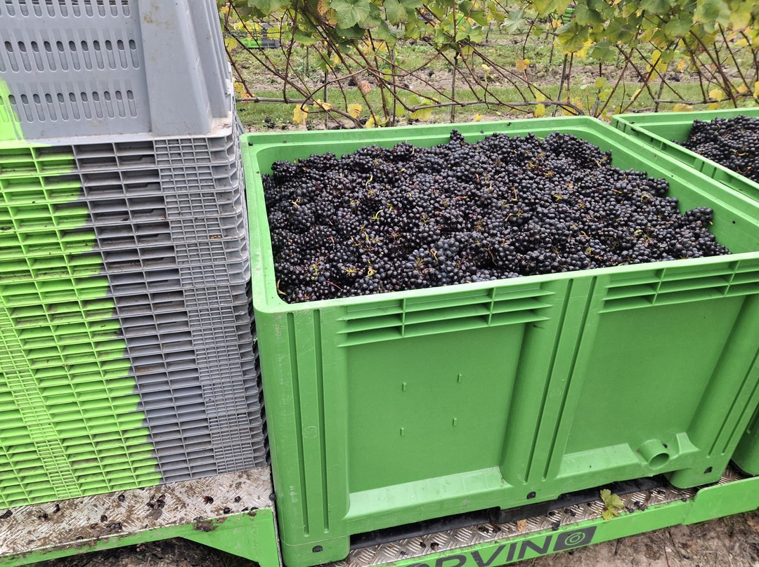 Wildshark Vineyard-Harrietsham必去景点