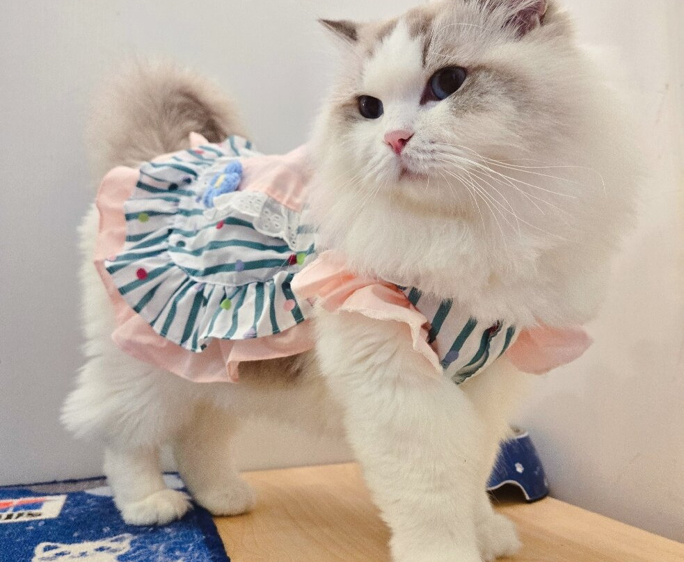 猫之茶房-香港必去景点