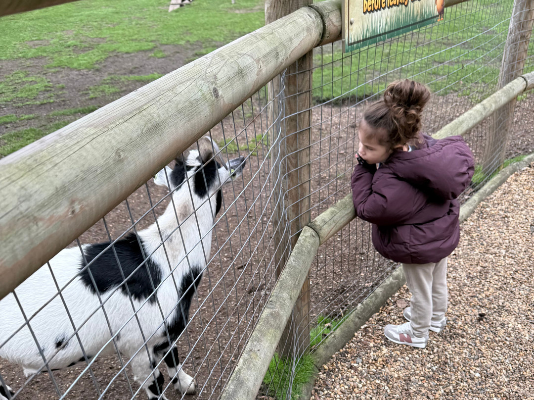 Pettitts Animal Adventure Park-Reedham必去景点