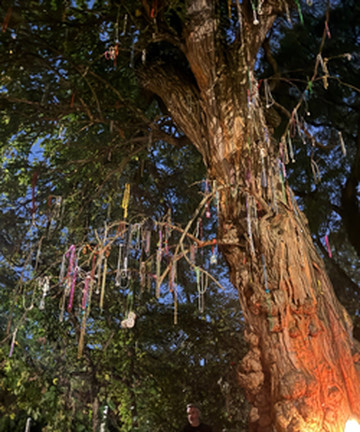 The Witches' Tree景点门票图片