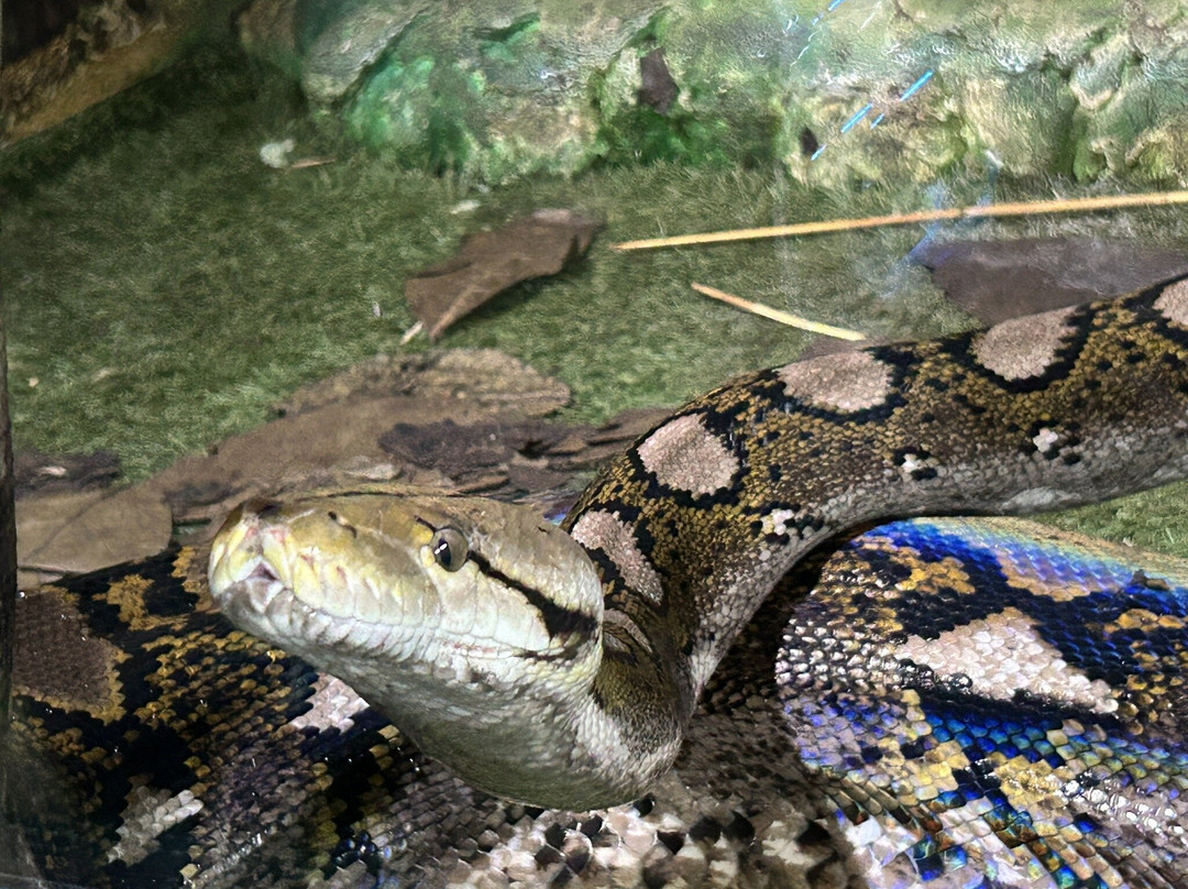 Reptilienzoo Allgäu-菲森必去景点