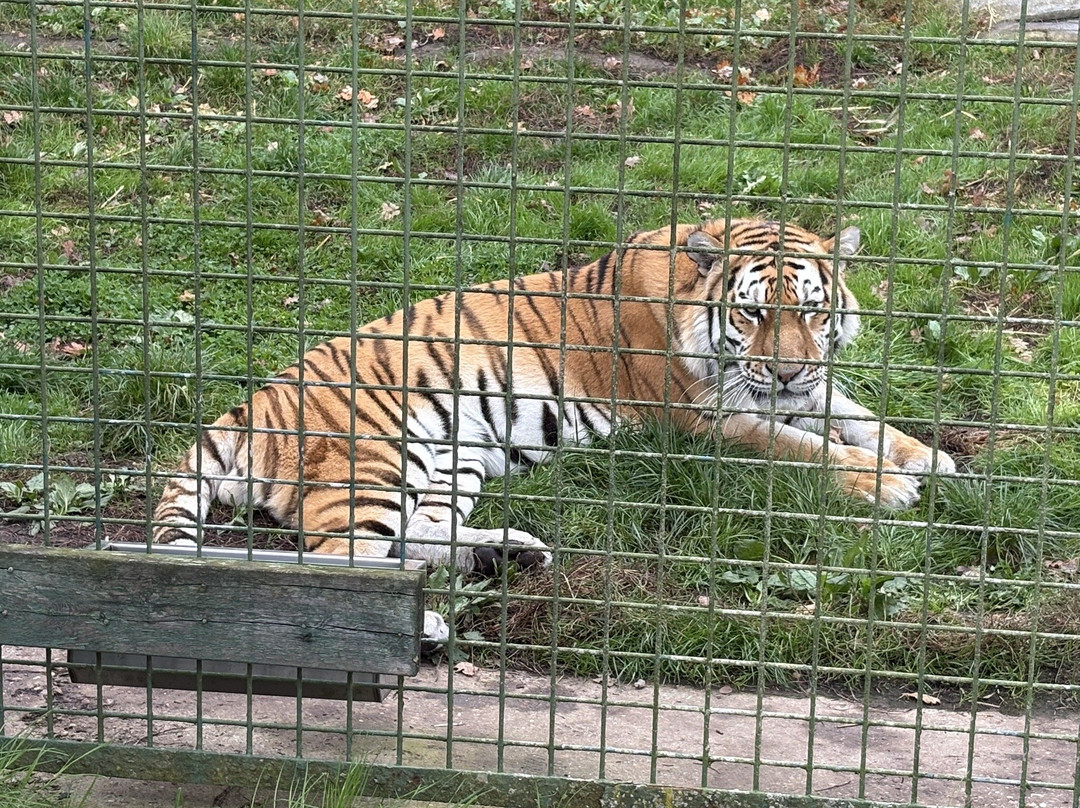 The Big Cat Sanctuary-Smarden必去景点