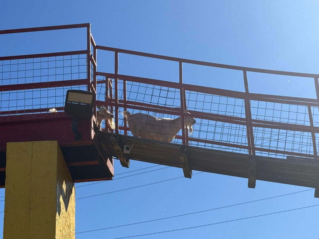 Goats on the Roof-皮金福奇必去景点