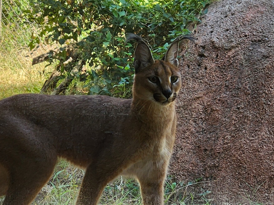 Oklahoma City Zoo and Botanical Garden-俄克拉何马城必去景点
