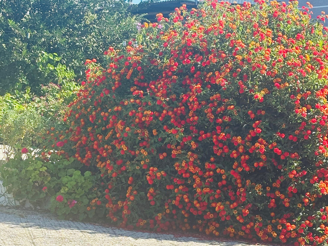 Gatime Tradicionale Ami Krisa