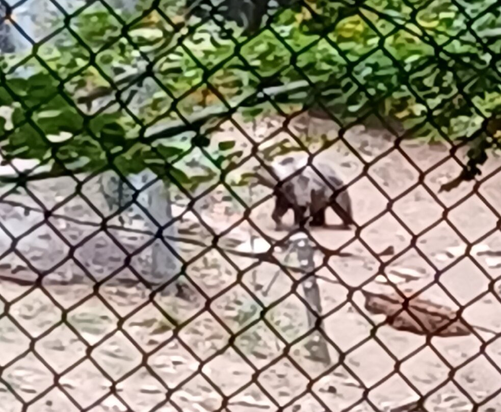 Arcturos Brown Bear Sanctuary-Nymfaio必去景点