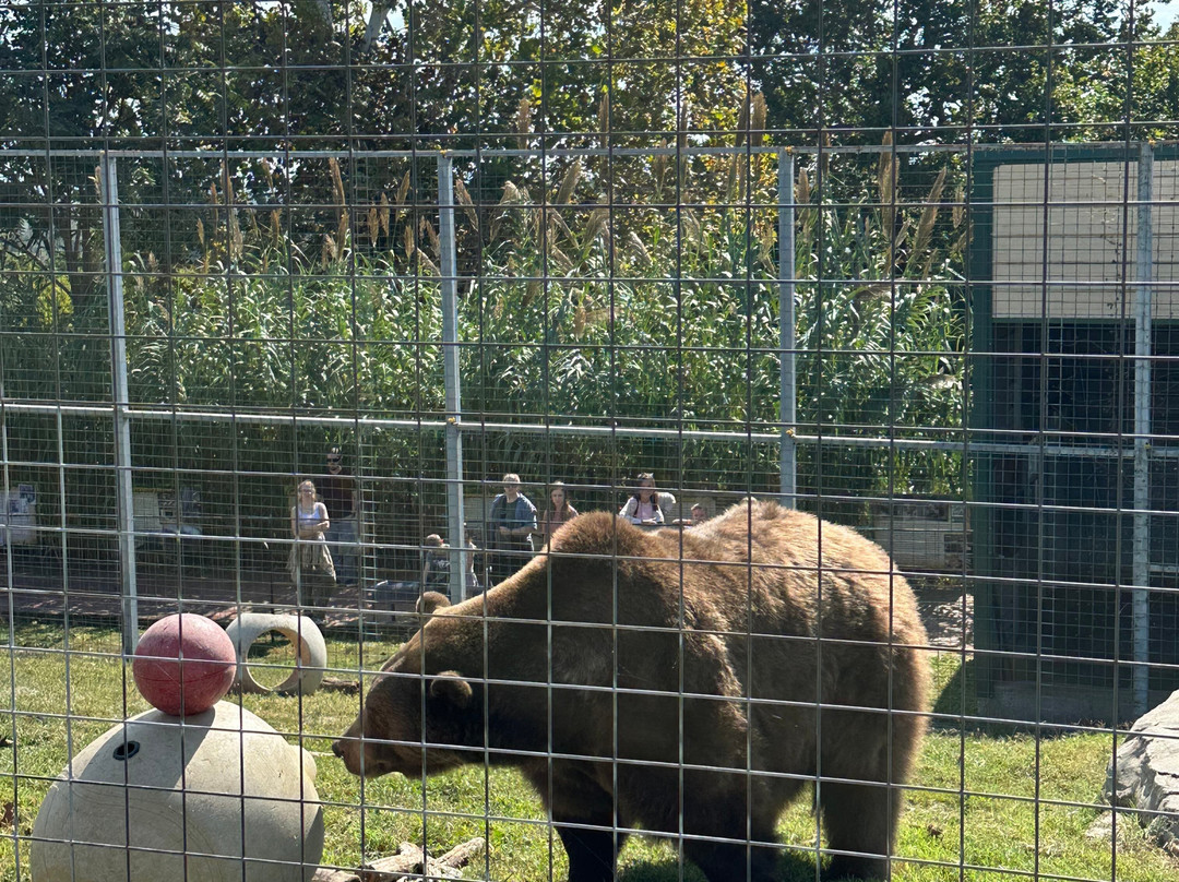 Turpentine Creek Wildlife Refuge-尤里卡斯普林斯必去景点