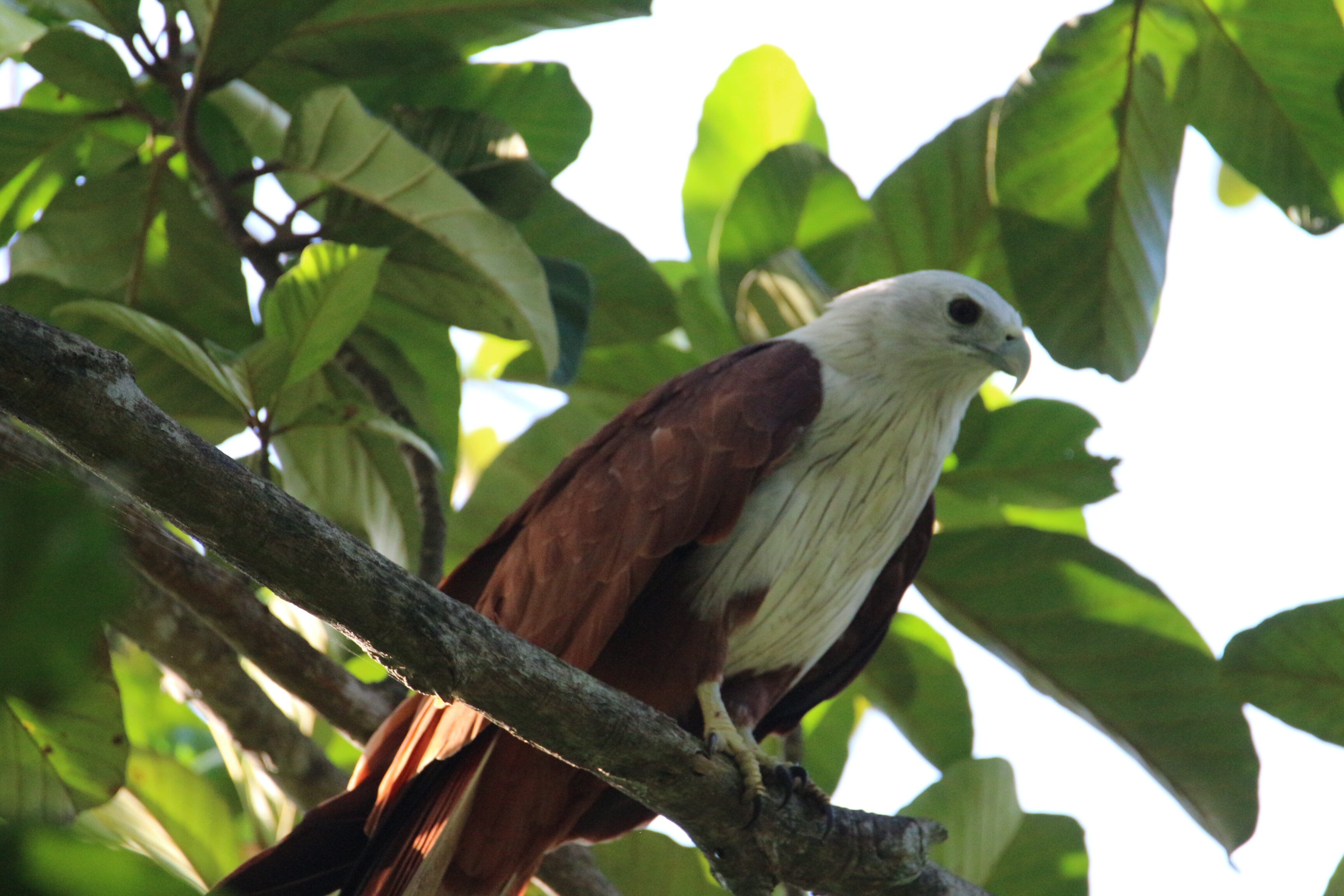 库玛拉孔泰姬陵维万塔酒店-官方