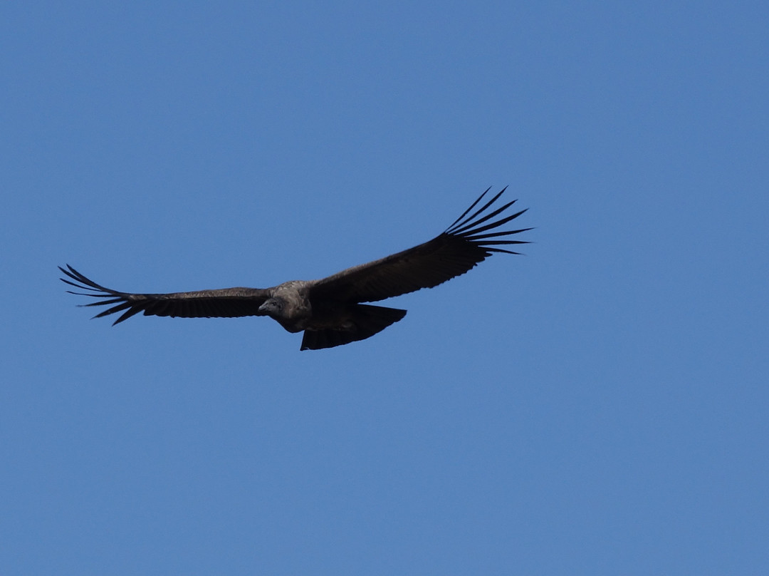 Mirador Cruz del Condor-Cabanaconde必去景点