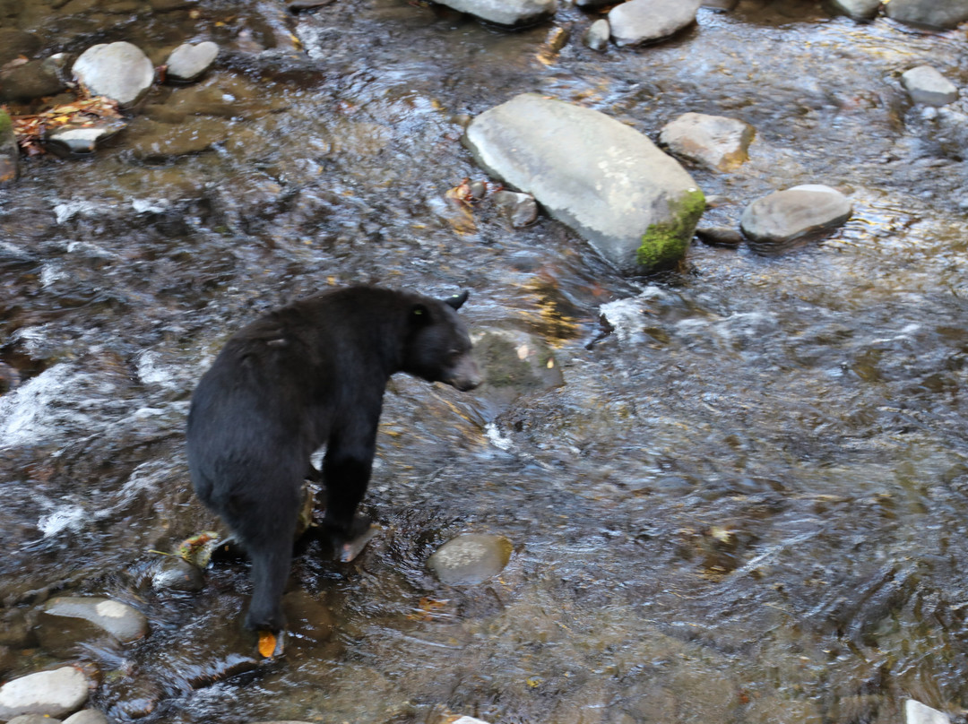 Bearskin Lodge on the River Hotel主图