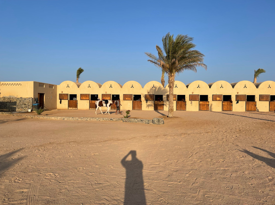 Habiba Horse-艾高娜必去景点