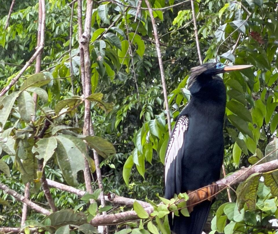 Harpy Eagle Tortuguero-托图杰多必去景点
