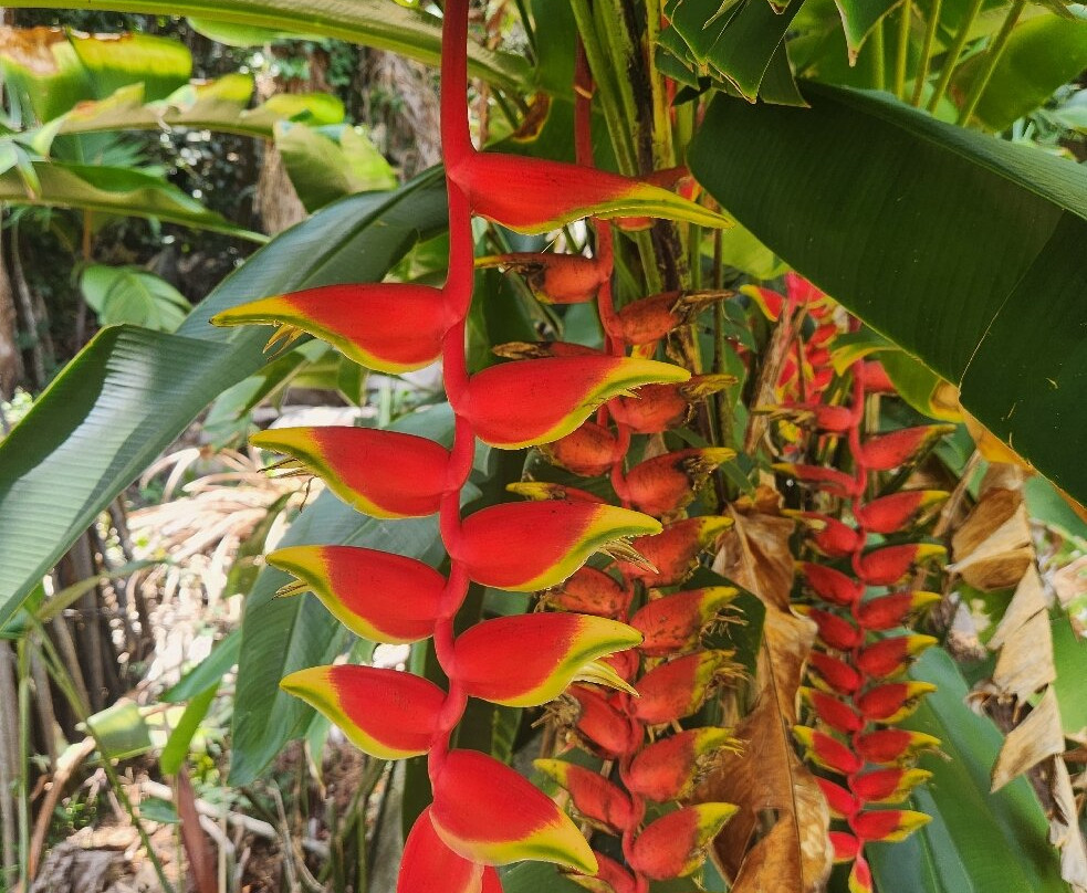 Le Jardin Du Roi Spice Garden-马埃岛必去景点