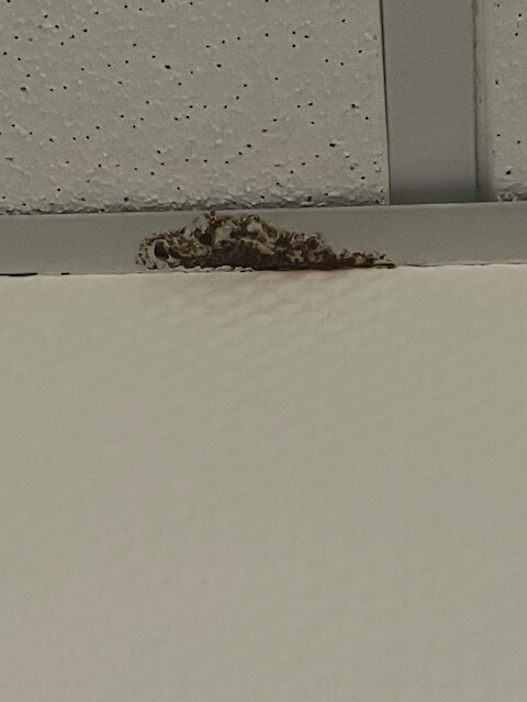 Espace Montcalm-客卧