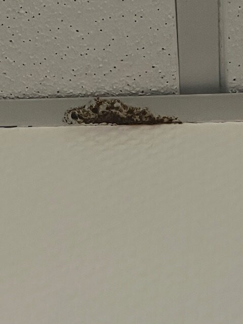 Espace Montcalm主图