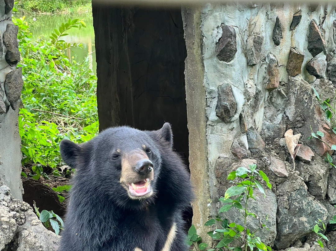 Free the Bears-琅勃拉邦必去景点