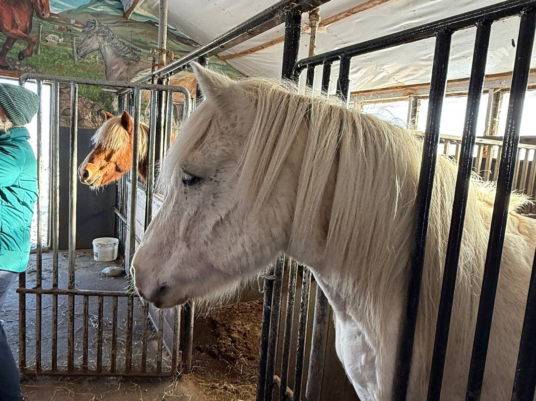 Sturlureykir Horses/Visiting HorseFarm-Reykholt必去景点