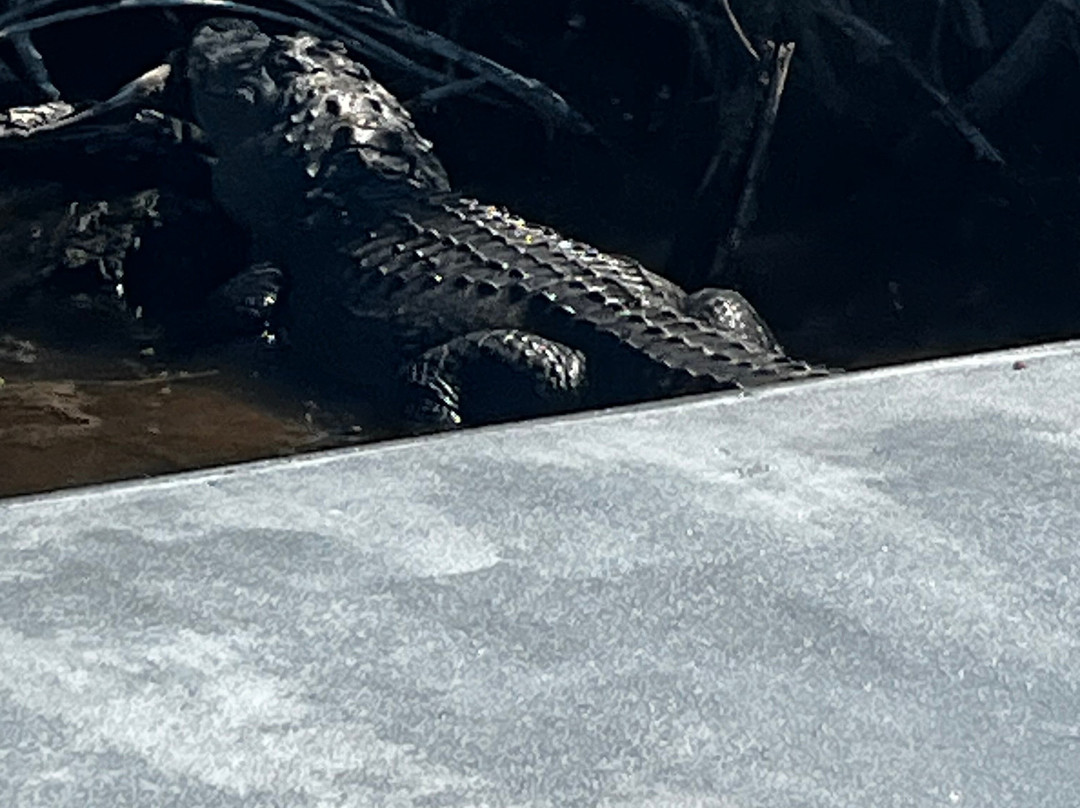 Captain Jack's Airboat Tours-大沼泽地必去景点