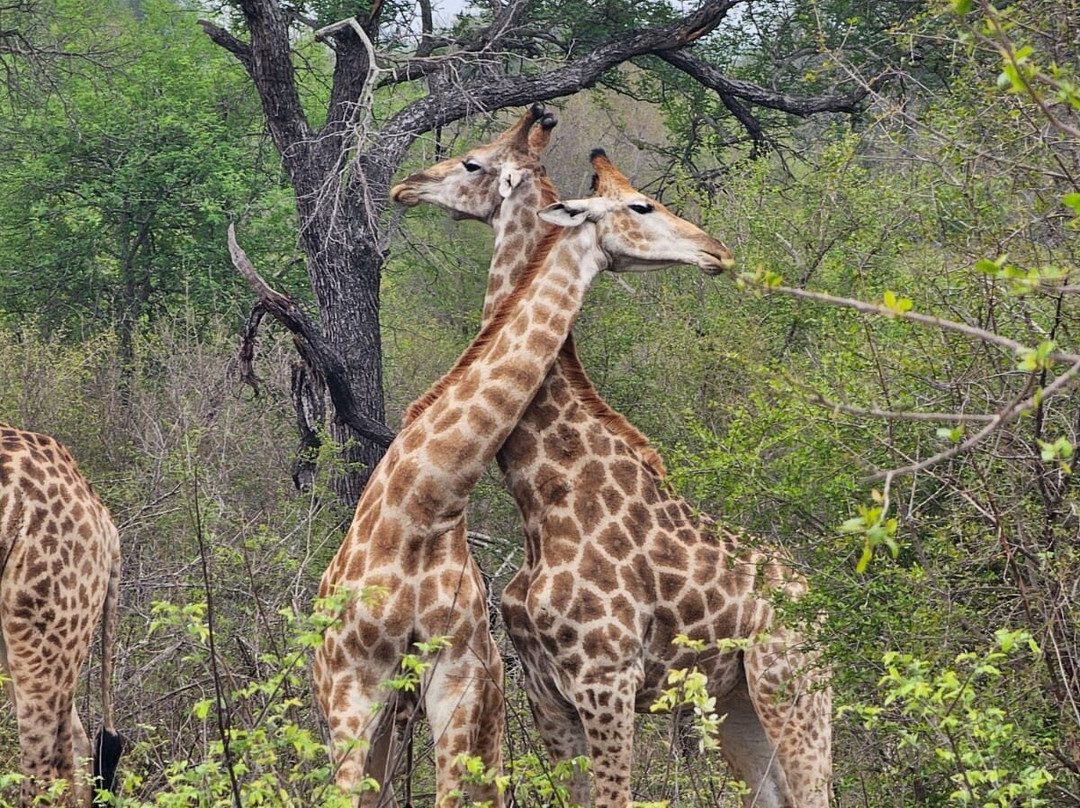 Africa Moja Tours And Safaris-桑顿必去景点