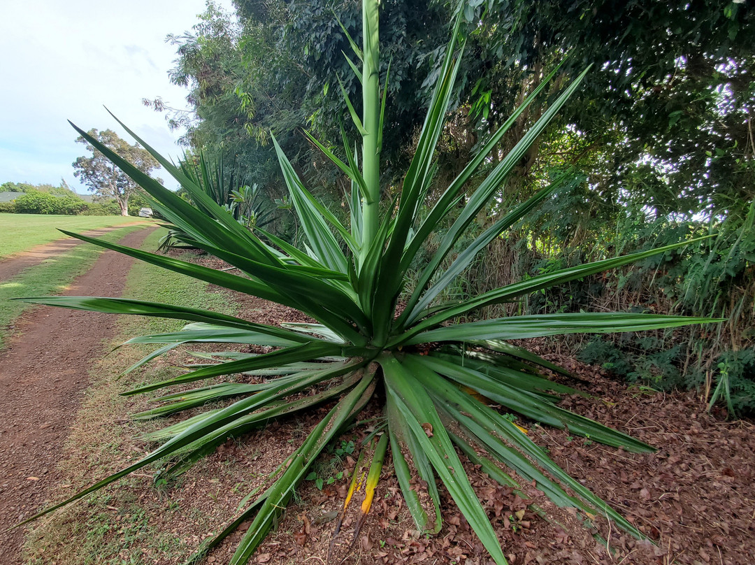 Hawaiian Organic Noni-基拉韦厄必去景点