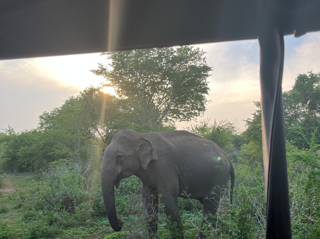 Niluka Safari-乌达瓦拉瓦必去景点