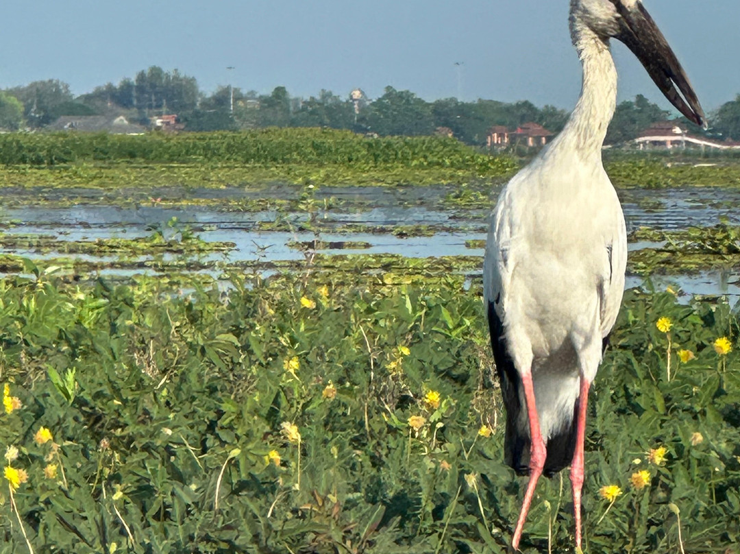 Thale Noi Waterbird Park-博他伦府必去景点