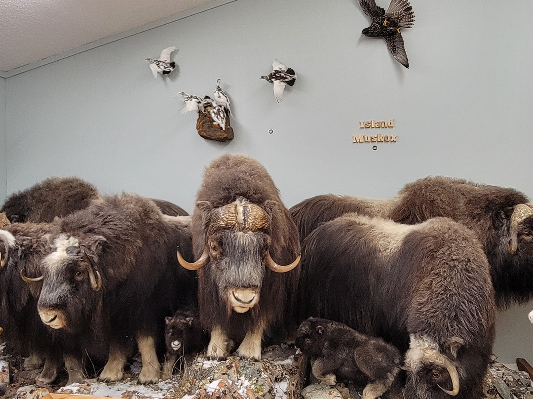 Nature's North Wildlife Gallery-黄刀镇必去景点