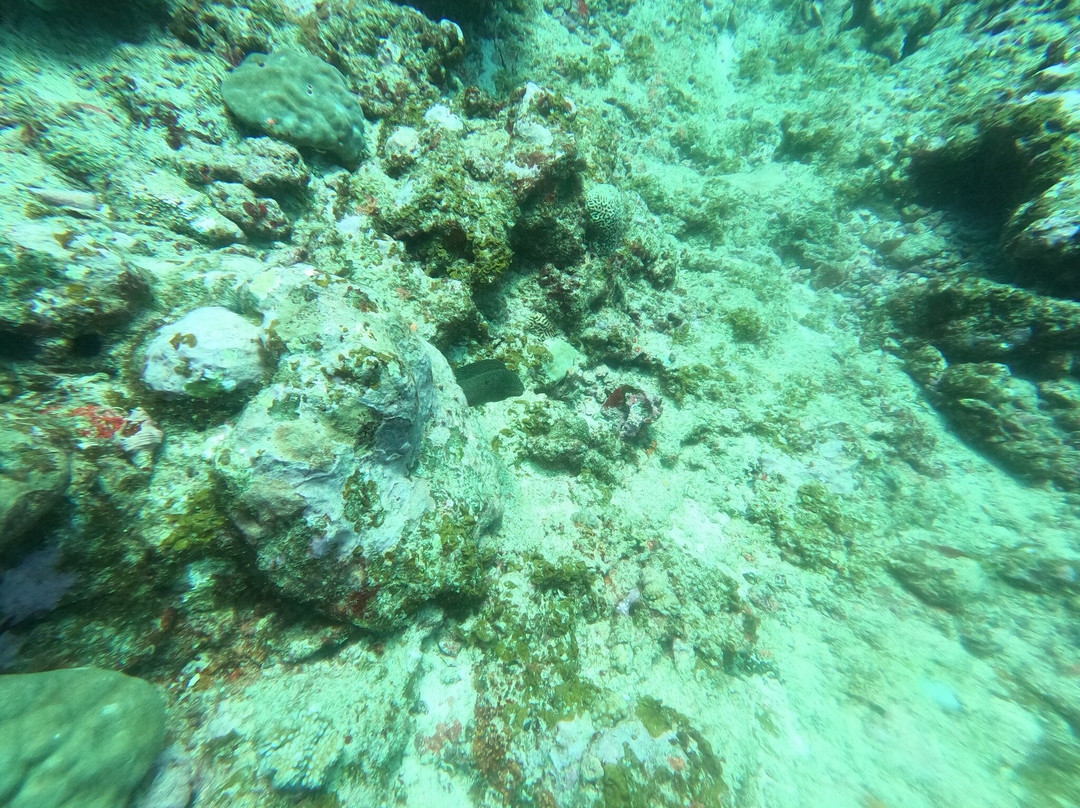 Scuba World Diving Mauritius-马喜埔必去景点