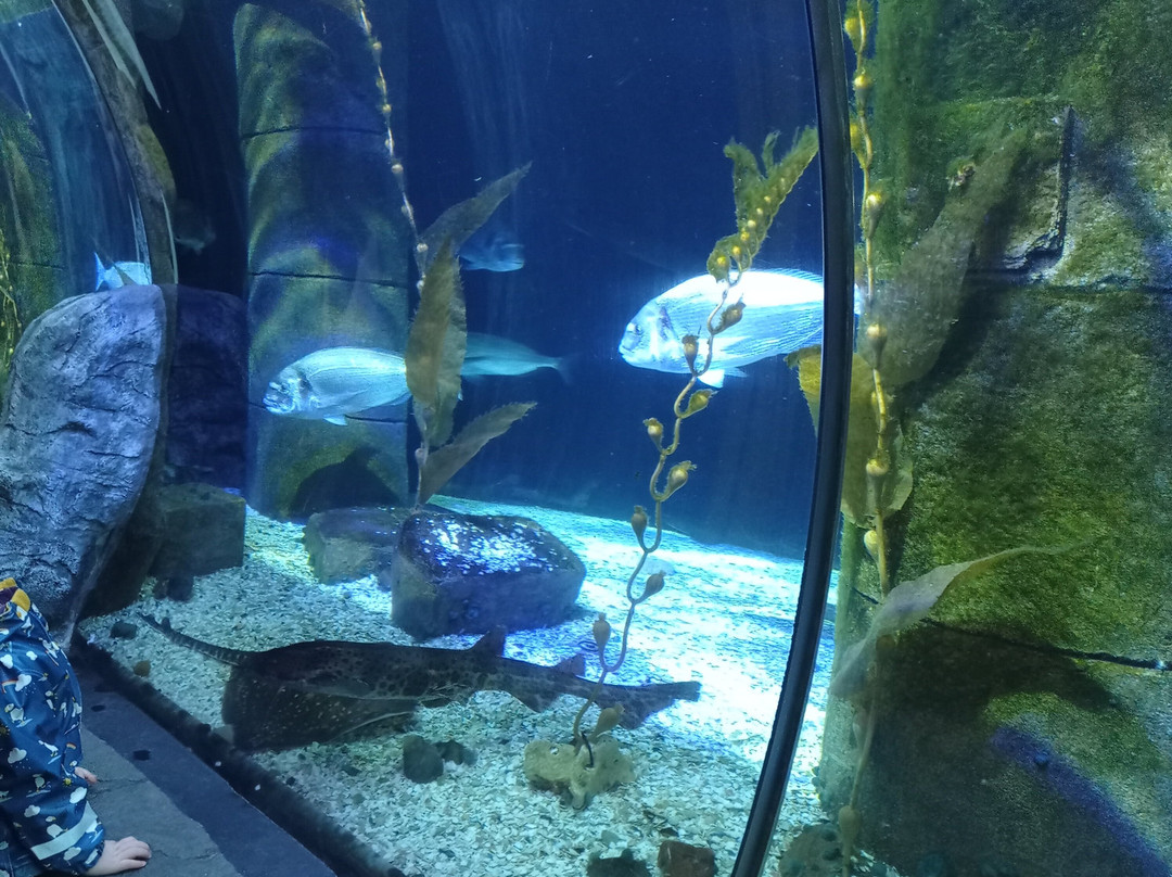 SEA LIFE Loch Lomond Aquarium-Balloch必去景点