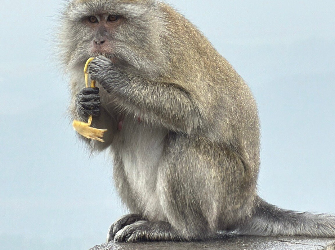 Taxi Mauritius Transfer-博巴森-荷津必去景点