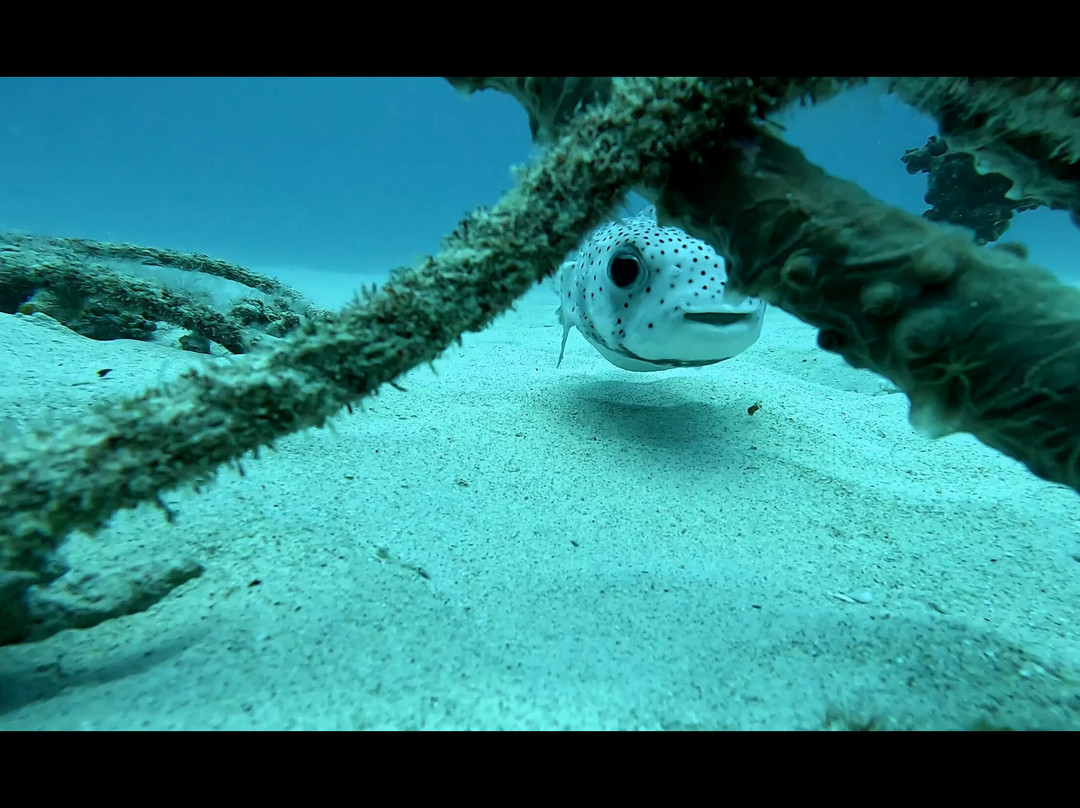 Atlantis International Diving Services-卓欧毕雪必去景点