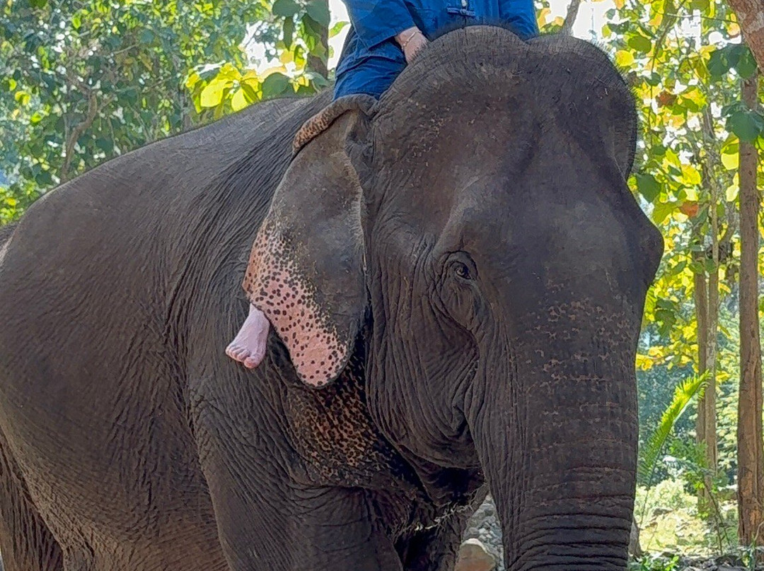 MandaLao Elephant Conservation-琅勃拉邦必去景点