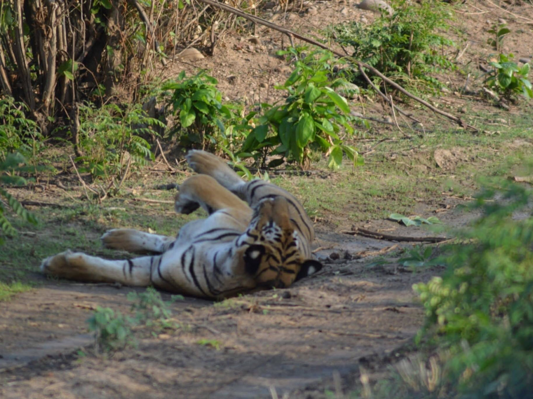 Jim Corbett Jungle Safari JCJS | Jeep Safari-Dhikuli必去景点