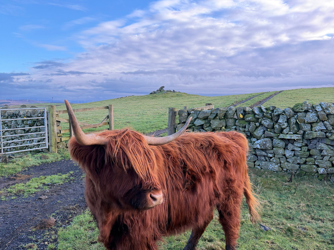 Kitchen Coos & Ewes-New Luce必去景点