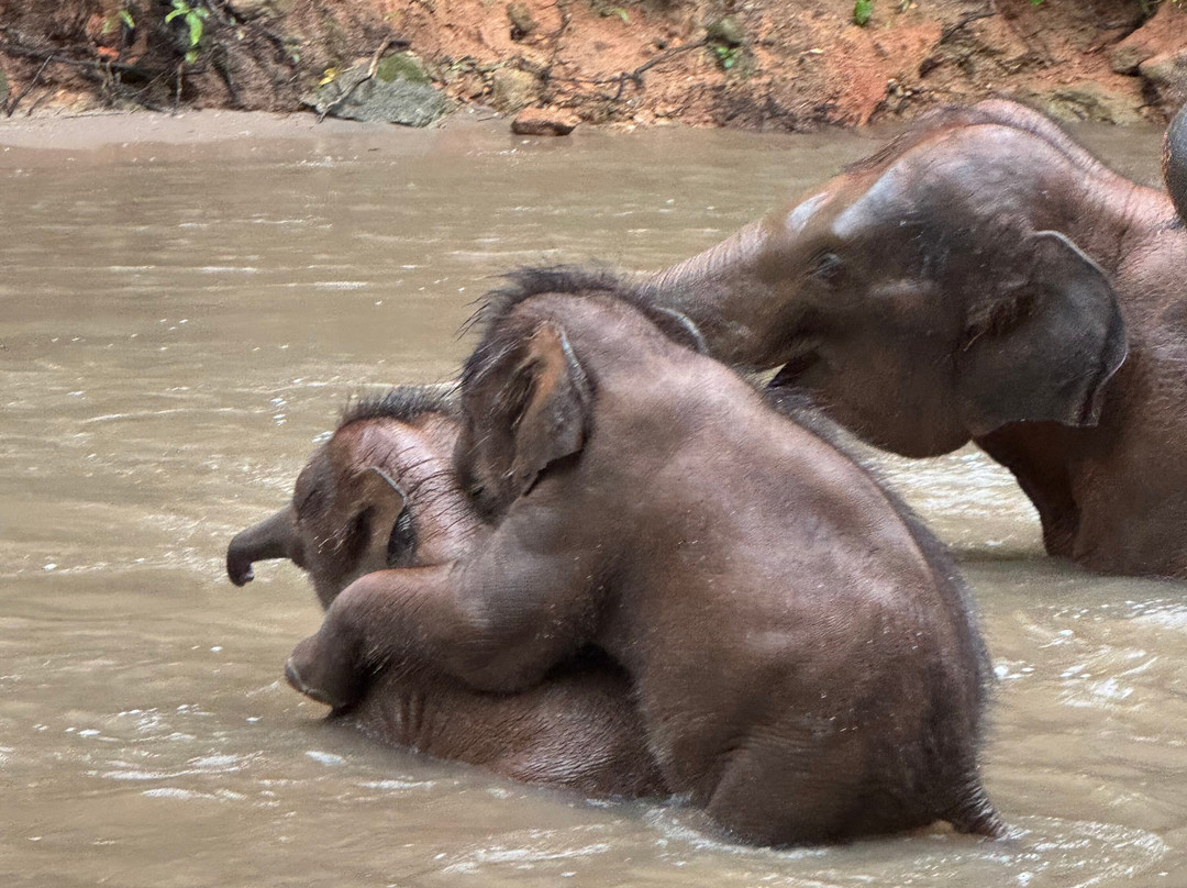 Elephant Freedom Village-清迈必去景点