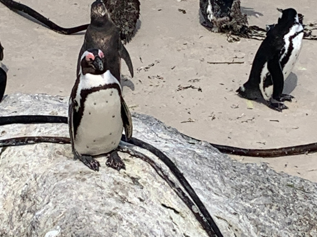 Explore the Cape Tours & Safaris-开普敦中心区必去景点