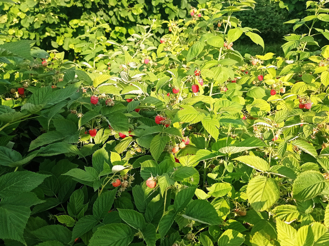 Bio Garden-舍基必去景点