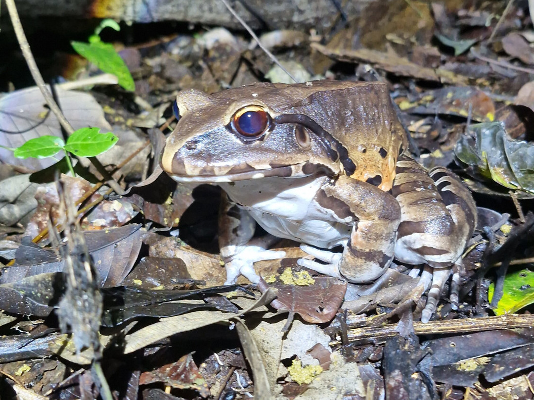 Amazon Discovery-伊基托斯必去景点
