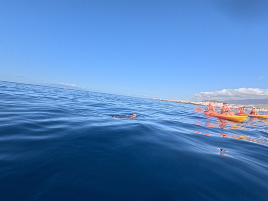 Easy Kayak Tenerife-Palm-Mar必去景点