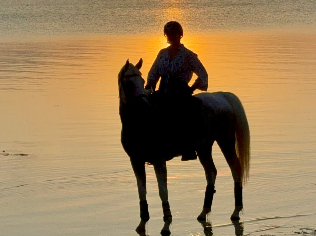 Zanzibar Horse Club-孥归必去景点