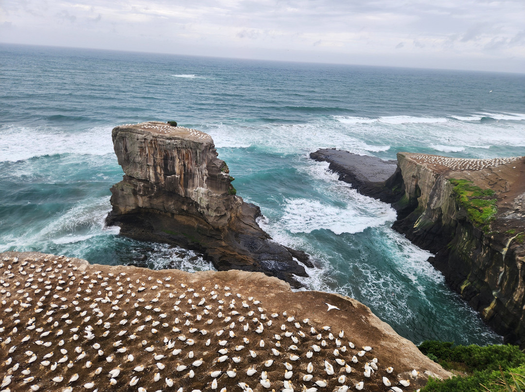 Kiwi Heritage Homestay主图