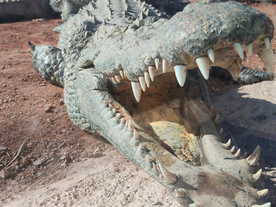 Crocoparc-阿加迪尔必去景点