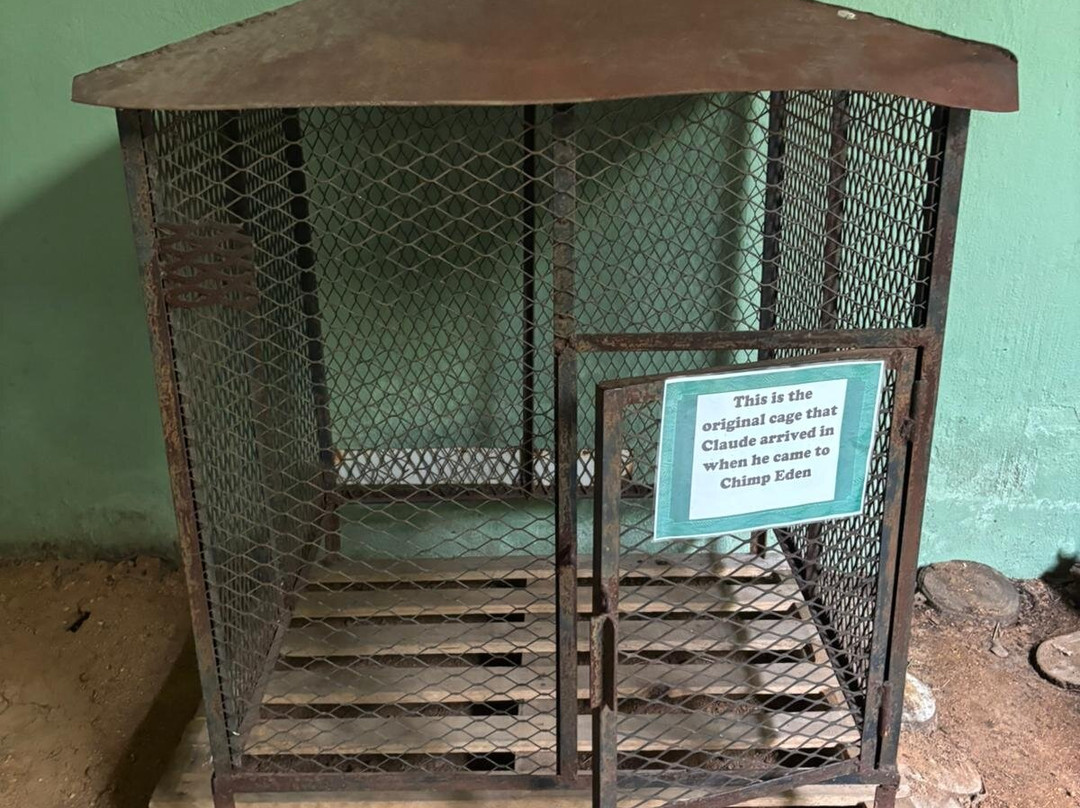 Jane Goodall Chimpanzee Eden Sanctuary-尼斯普鲁特必去景点