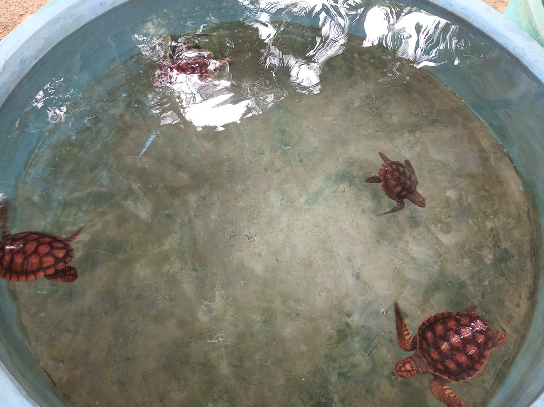 Sea Turtle Farm Galle Mahamodara-加勒必去景点