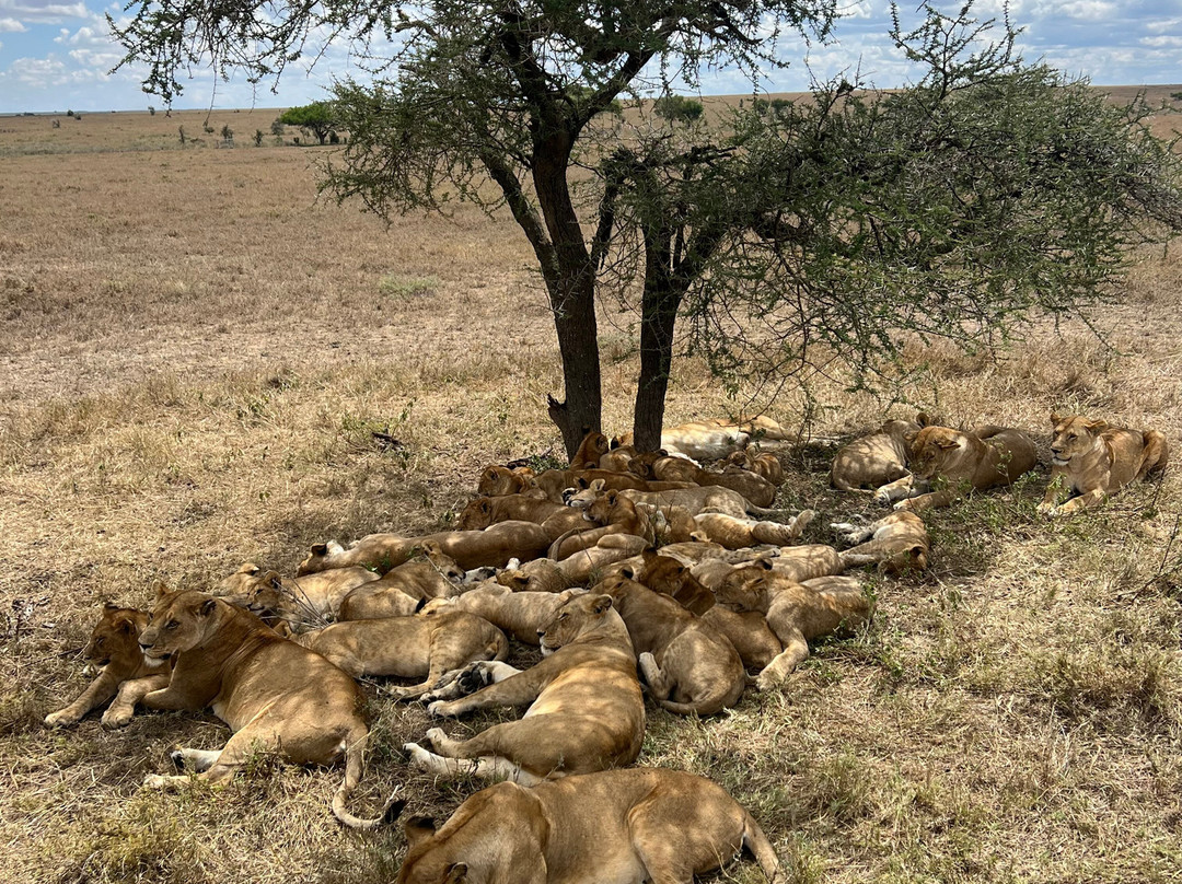 Meru Slopes Tours & Safaris-阿鲁沙必去景点