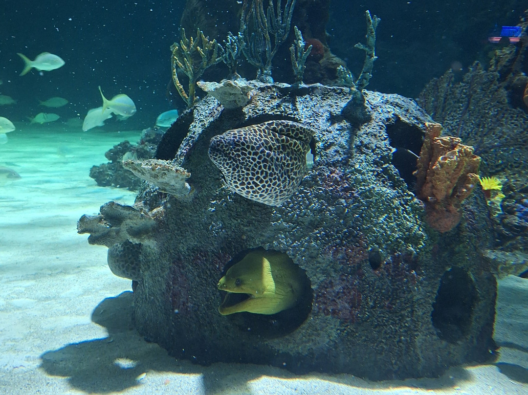 Daytona Aquarium & Rainforest Adventure-代托纳比奇必去景点