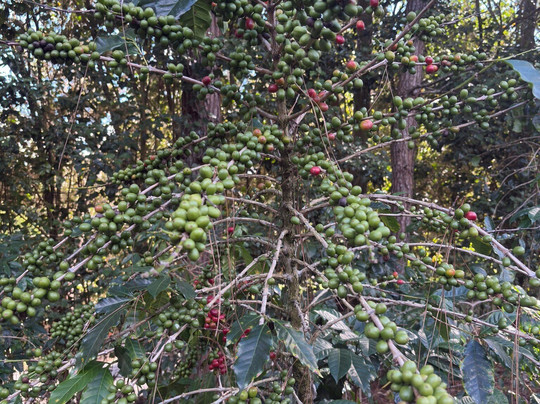 Iwanna Boquete Tours-波魁特必去景点